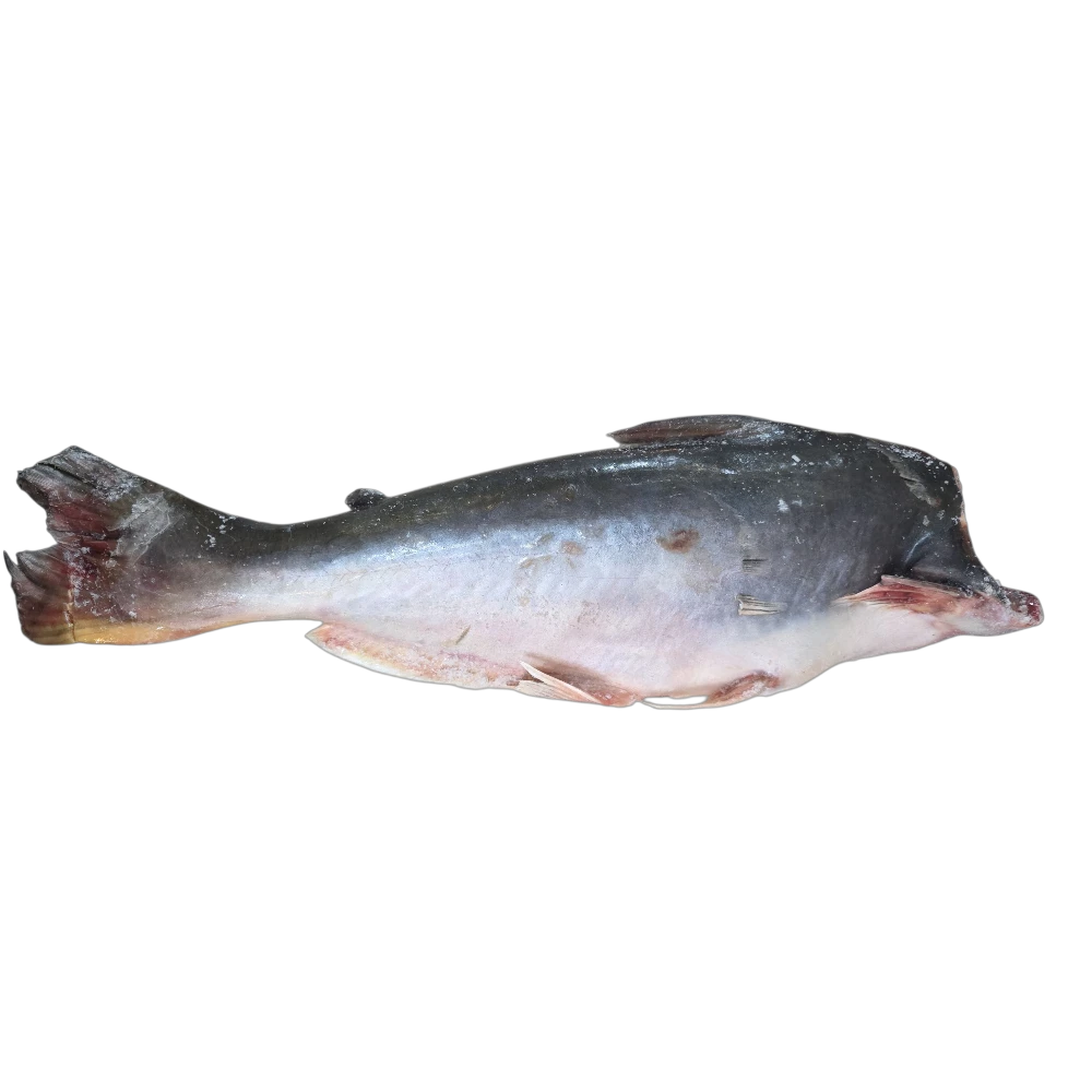 PUNGAS HEADLESS 2KG UP